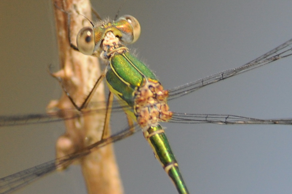 Chalcolestes viridis ??